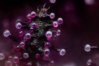 Entrant to the Nikon Small World Photomicrography Competition