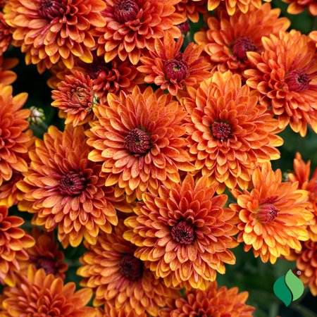 8 In. Mum (chrysanthemum), Live Annual Plant, Bronze Flowers