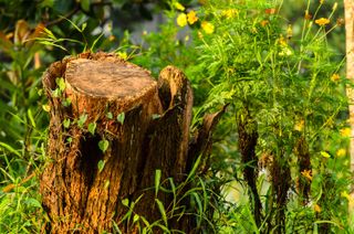 tree stump ideas: stump