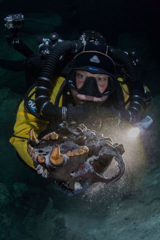 A diver holds the skull of an ancient bear known as an Arctotherium.