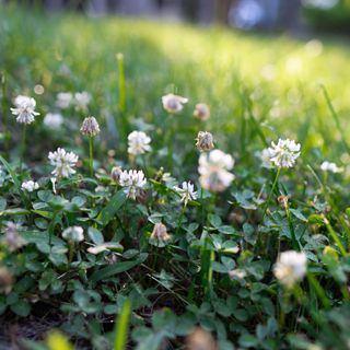 White clover in lawn