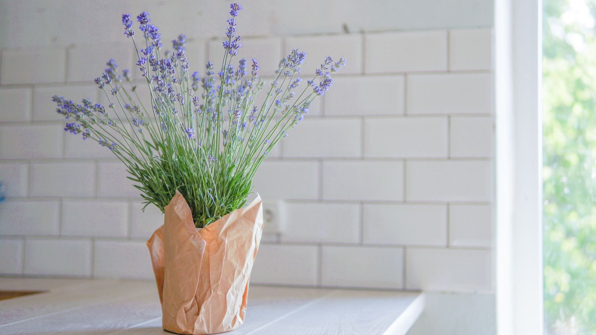 picture of lavender plant in kitchen