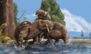 Two fighting Tiarajudens eccentricus, which were odd saber-toothed reptiles.