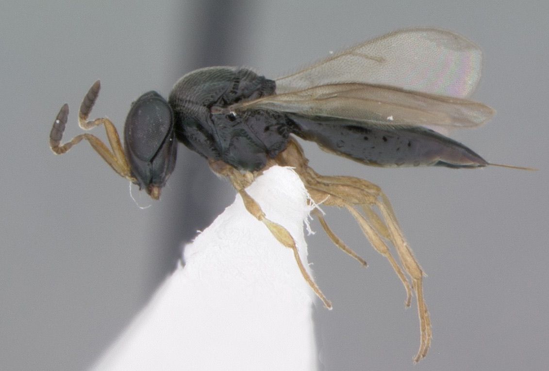 This newfound parasitoid wasp was named &lt;em&gt;Phanuromyia odo&lt;/em&gt; after a Changeling character, Odo, in &quot;Star Trek: Deep Space Nine.&quot;