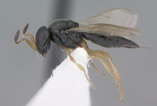 This newfound parasitoid wasp was named <em>Phanuromyia odo</em> after a Changeling character, Odo, in "Star Trek: Deep Space Nine."