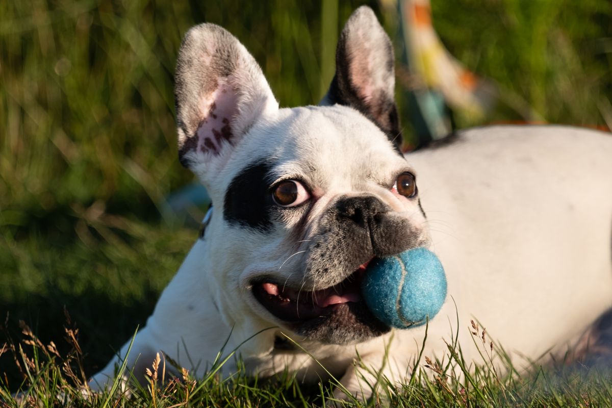 A French Bulldog puppy with a tennis ball in its mouth