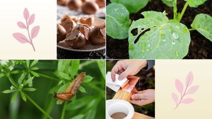 composite of slug on leaf, eggshells, leaf eaten by slug and copper tape being added to raised bed