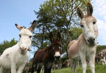 The-Donkey-Sanctuary-World-record.jpg
