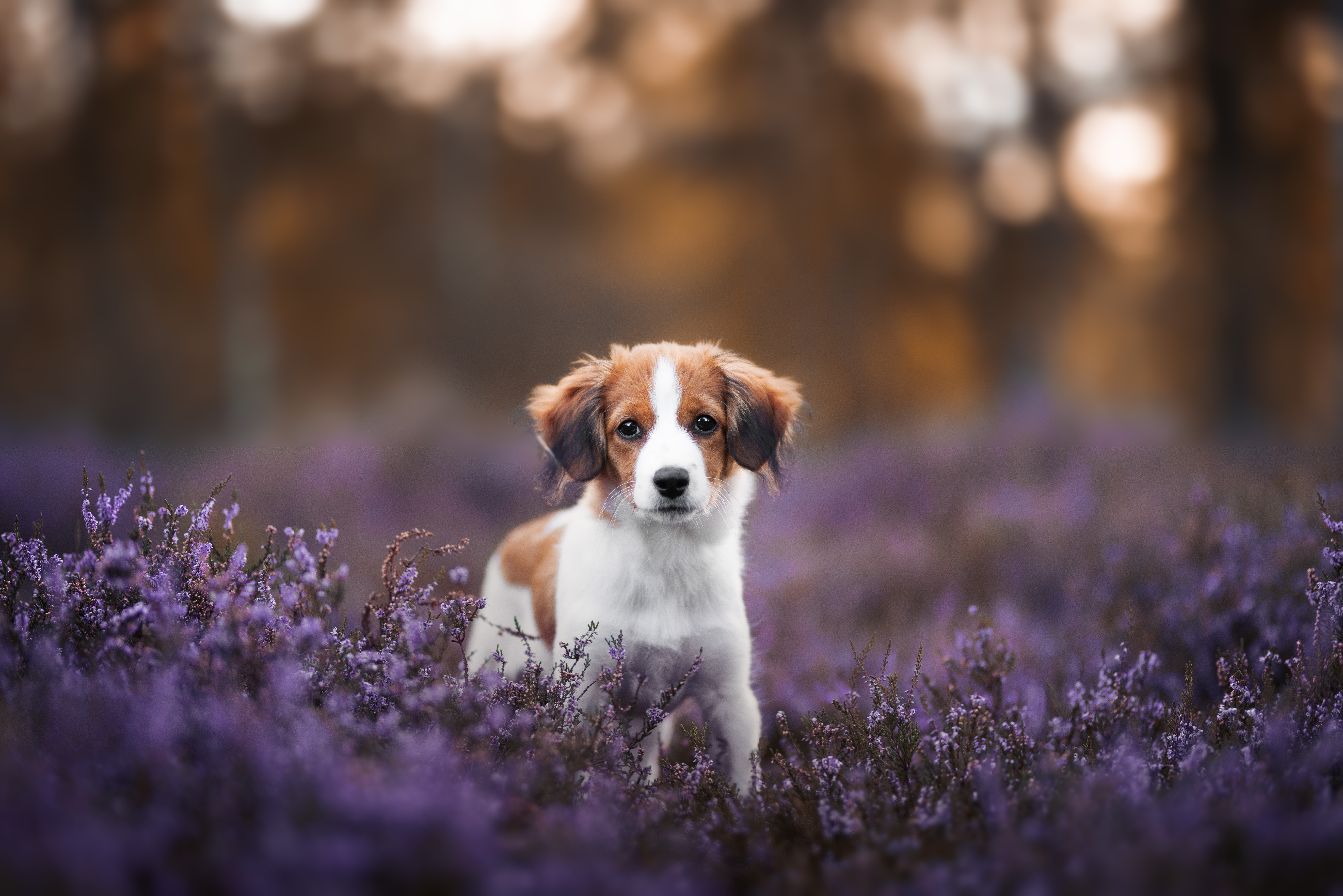 A puppy sitting in purple wildflowers