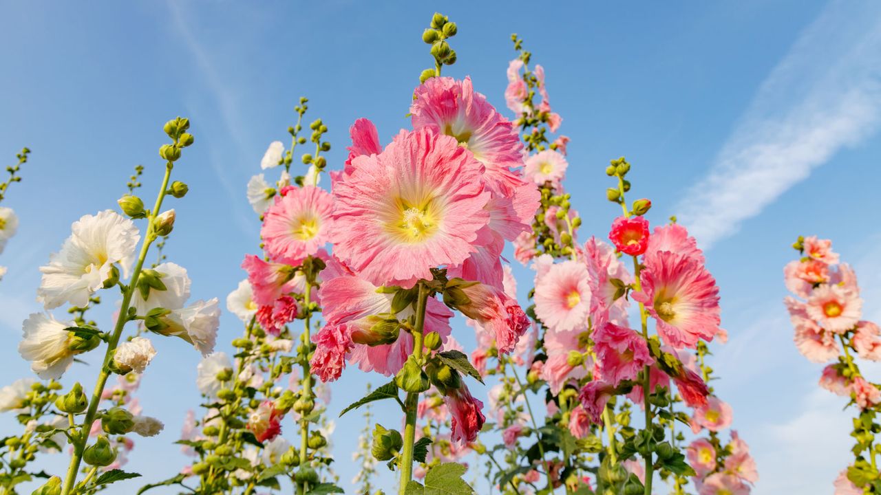 hollyhock plants in full bloom in summer border