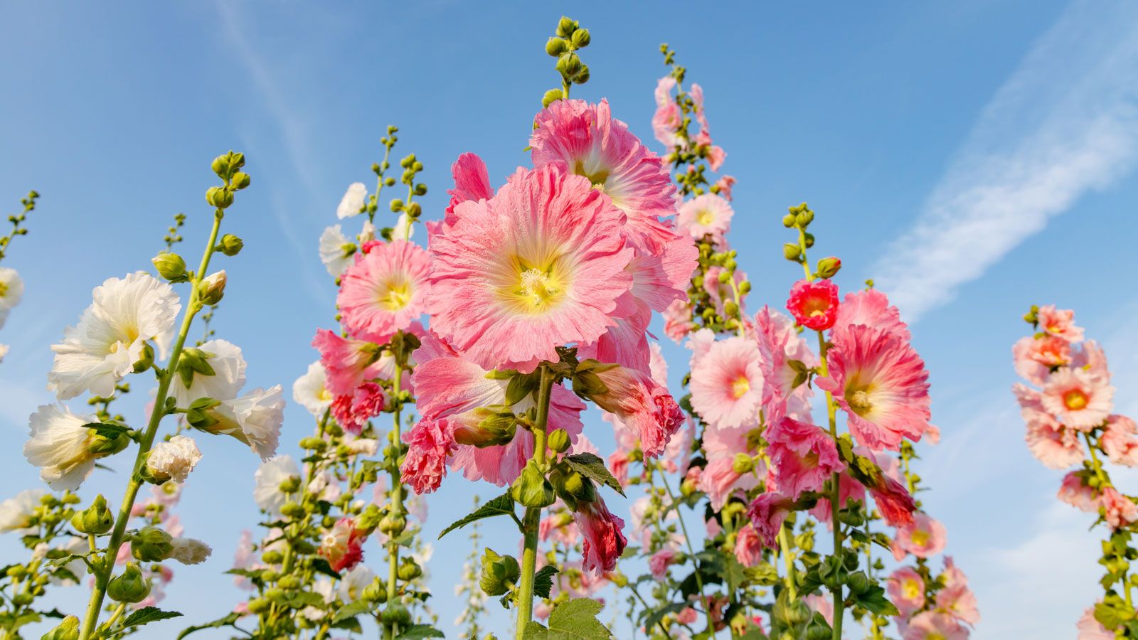 Hollyhock Sun Requirements Where To Grow For Happy Plants Gardening