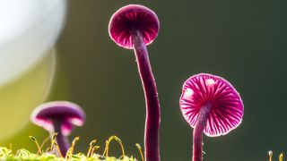 Laccaria amethystina, known as the amethyst deceiver - a small brightly colored mushroom, that grows in deciduous and coniferous forests.