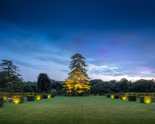front lit cedar tree and wide beams set in lawn of country garden