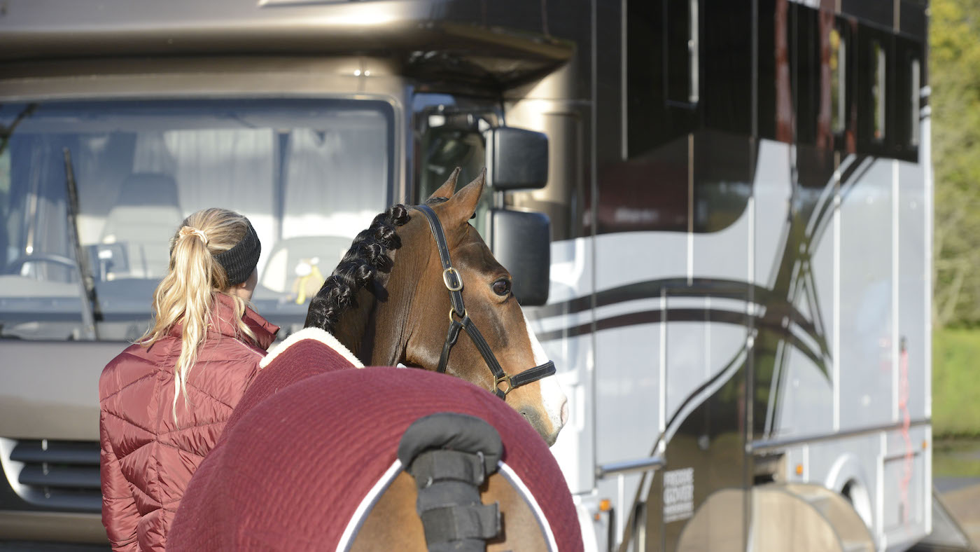 Horse ready to load into box: the final countdown to showday