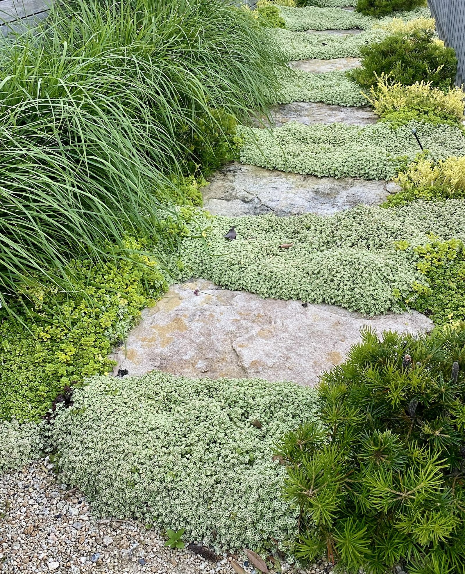 Best Ground Cover Plants to Prevent Weeds — 7 Varieties to Choose