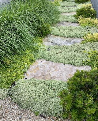 A garden path with flagstones and a foliage of small flowers as ground cover