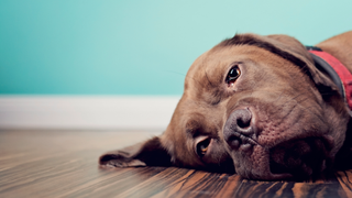 Dog's head lying on the floor looking into the distance with a sad look and watery eye, with a blue wall behind