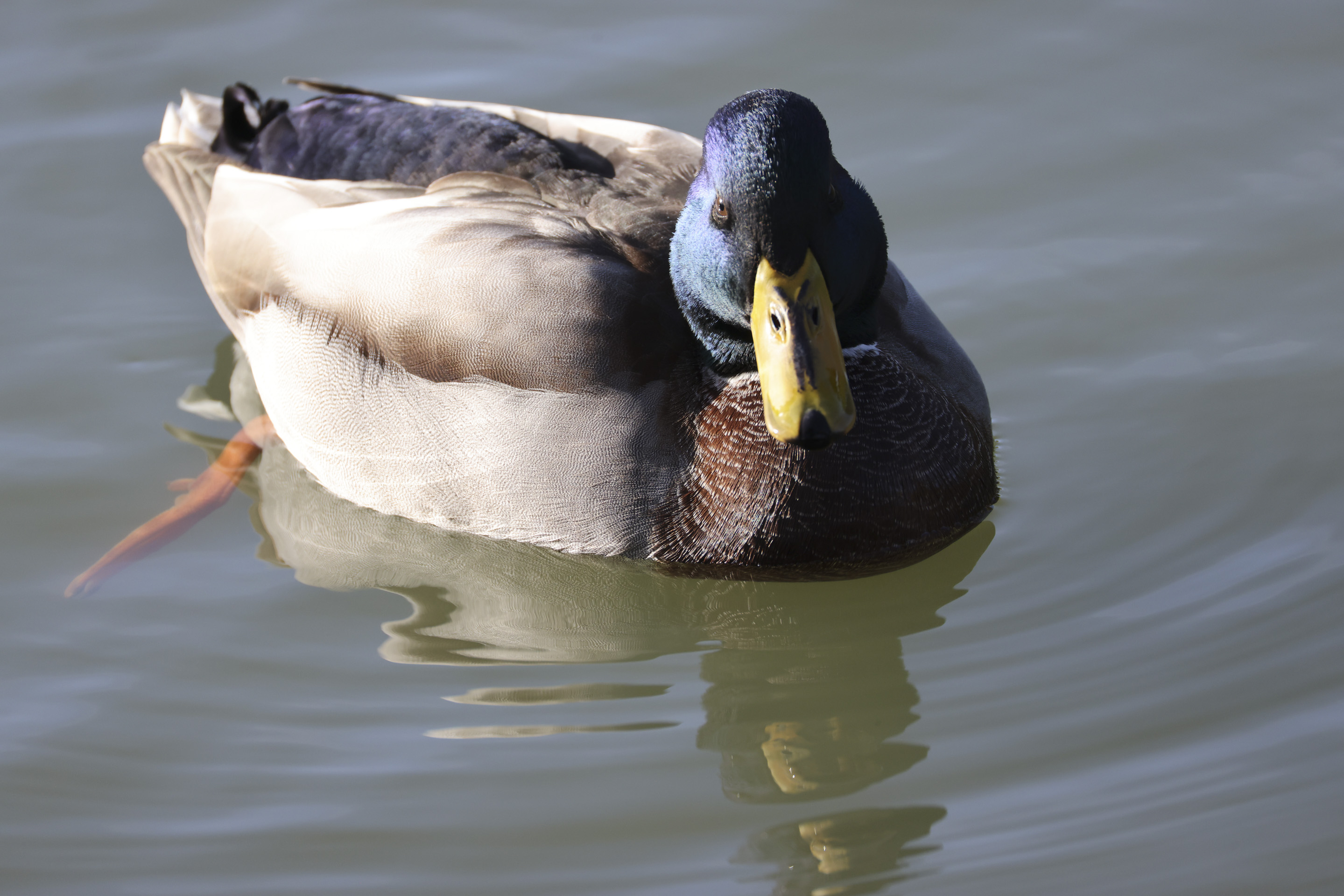 Closeup of a duck in a pond, taken with the Canon RF 200-800mm F6.3-9 lens at its 800mm setting