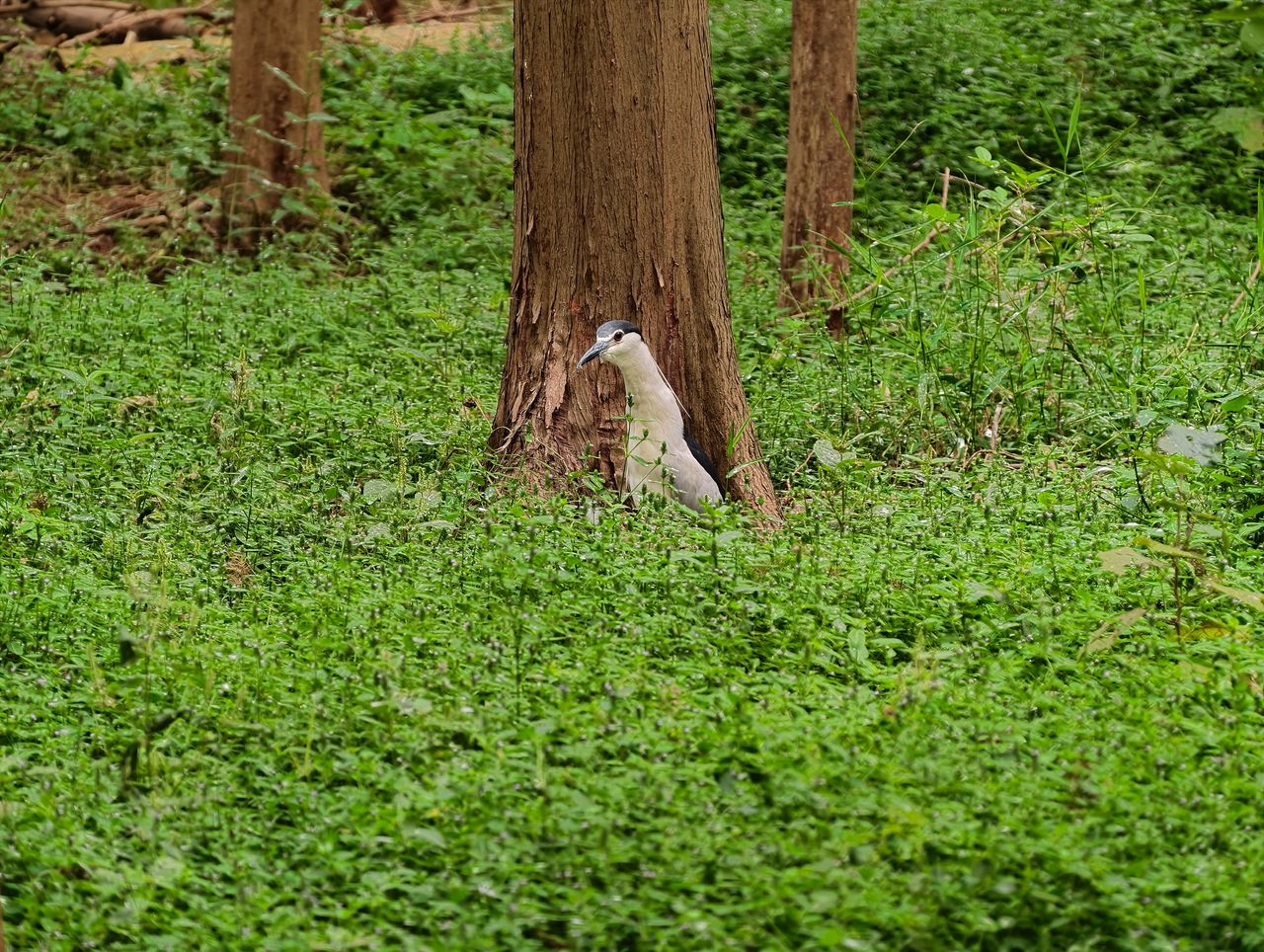 Vivo X500 Pro Max and G2 Ultra 4.7x teleconverter sample gallery: large bird by the base of a tree in a nature reserve outside of Shanghai, China