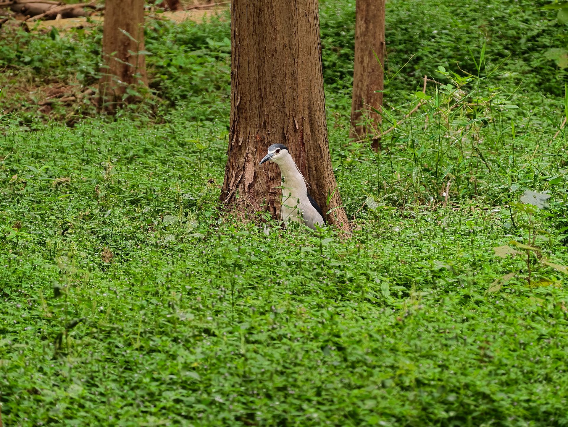 Vivo X500 Pro Max and G2 Ultra 4.7x teleconverter sample gallery: large bird by the base of a tree in a nature reserve outside of Shanghai, China