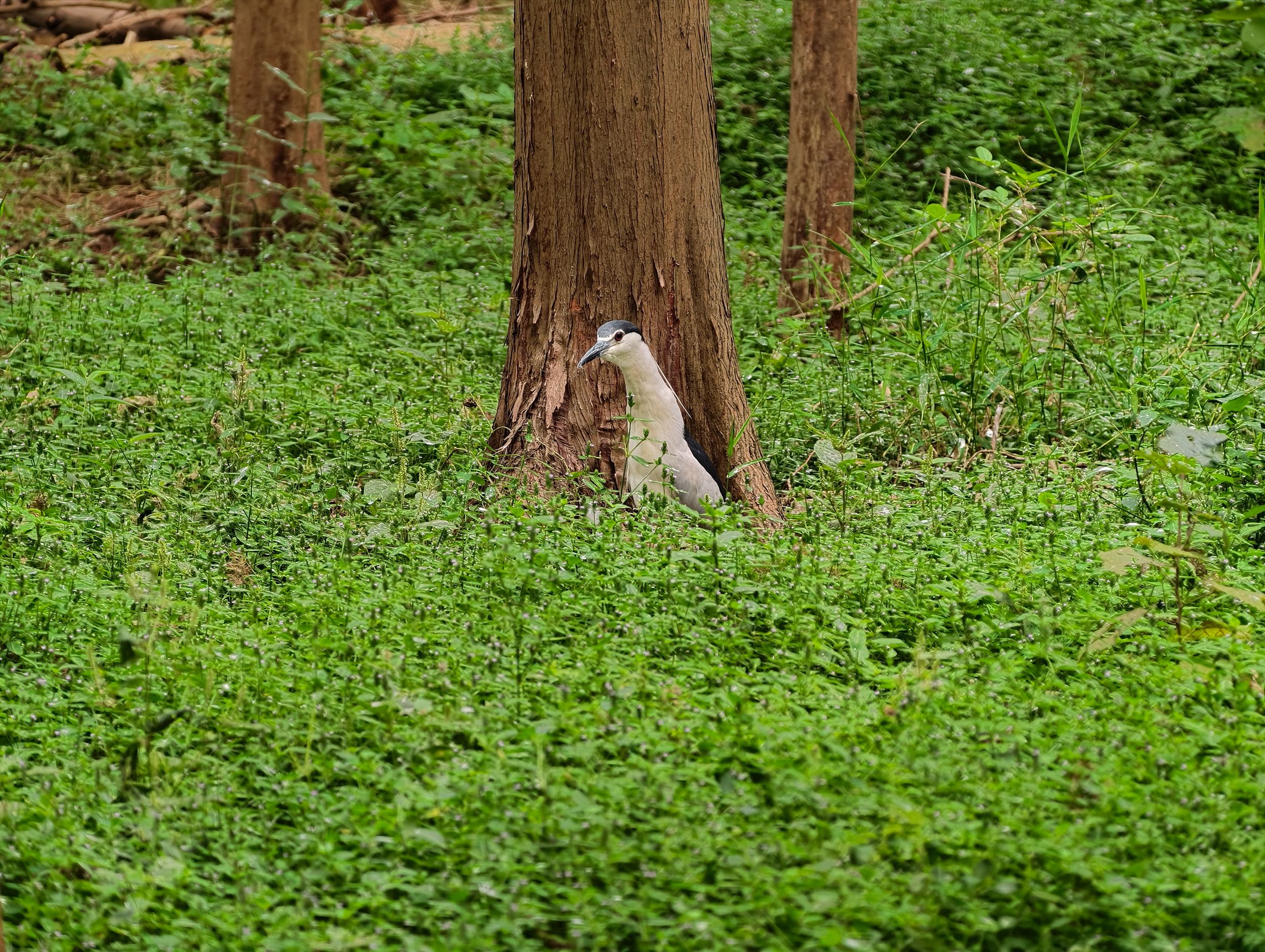 Vivo X500 Pro Max and G2 Ultra 4.7x teleconverter sample gallery: large bird by the base of a tree in a nature reserve outside of Shanghai, China