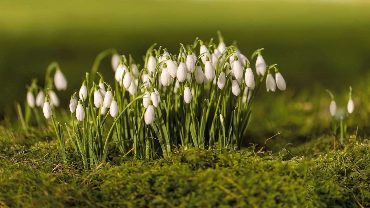 Snowdrops in a garden with white flowers