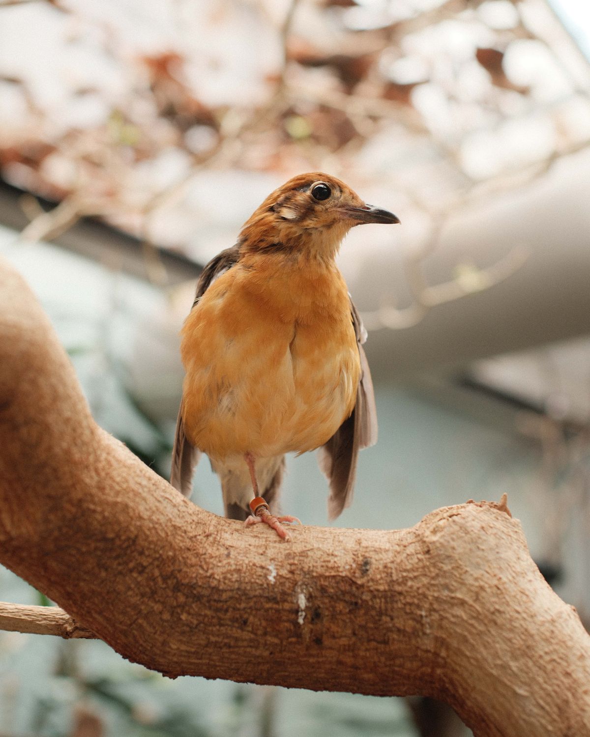 Orange bird sitting on a branch