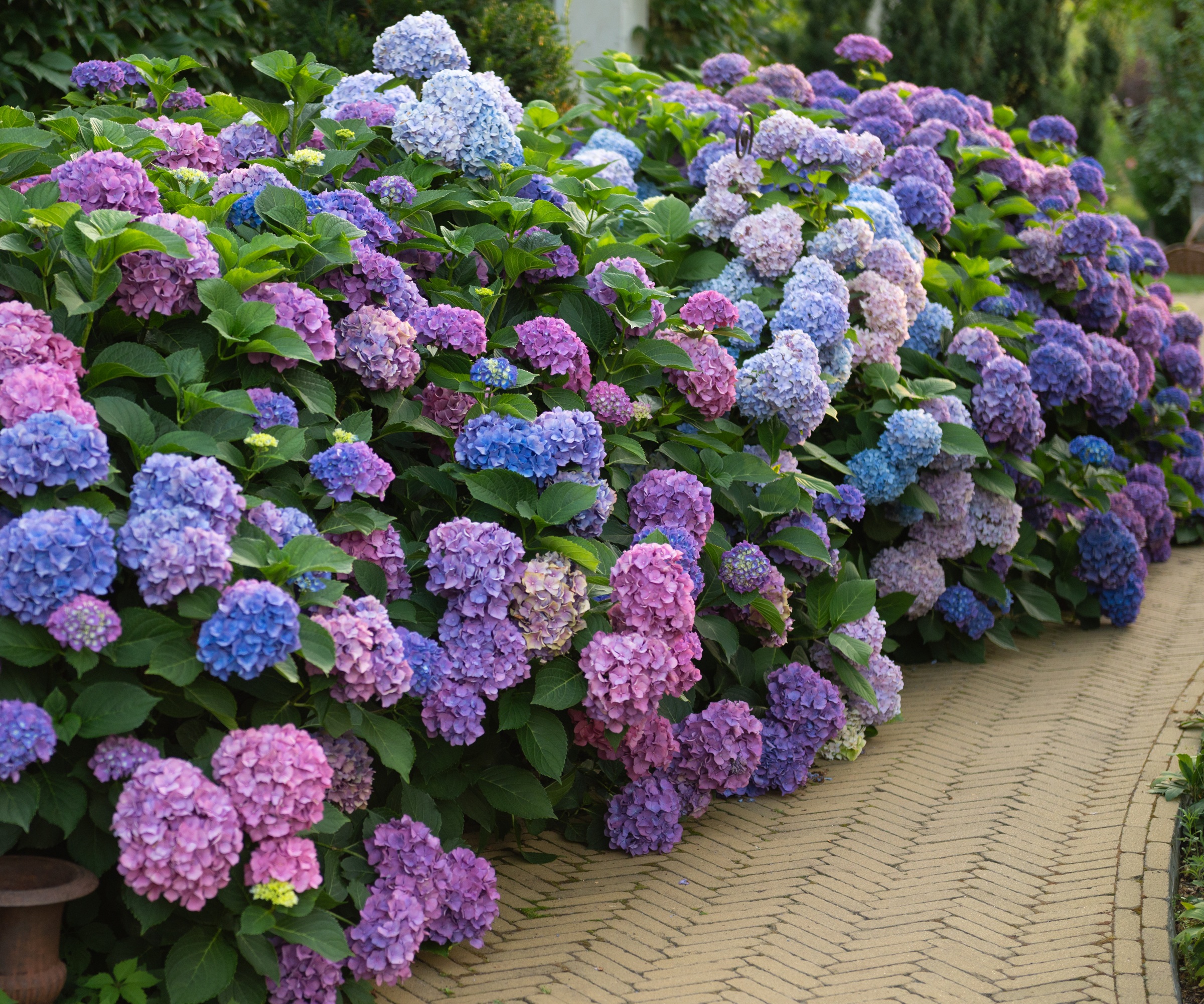 Hydrangea next to paved pathway
