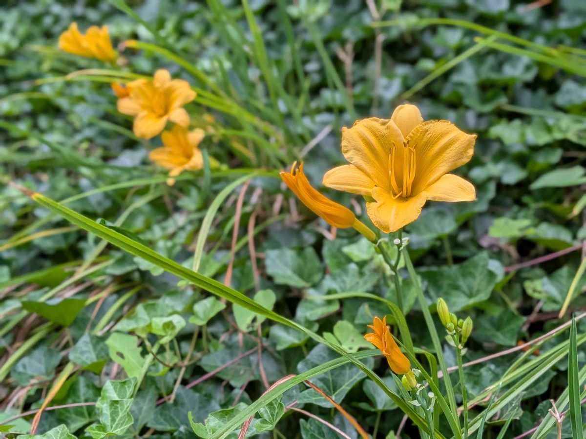 Google Pixel 10 camera image samples