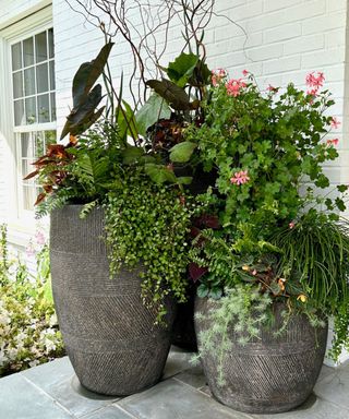 tall containers planted up with lush greenery and flowers