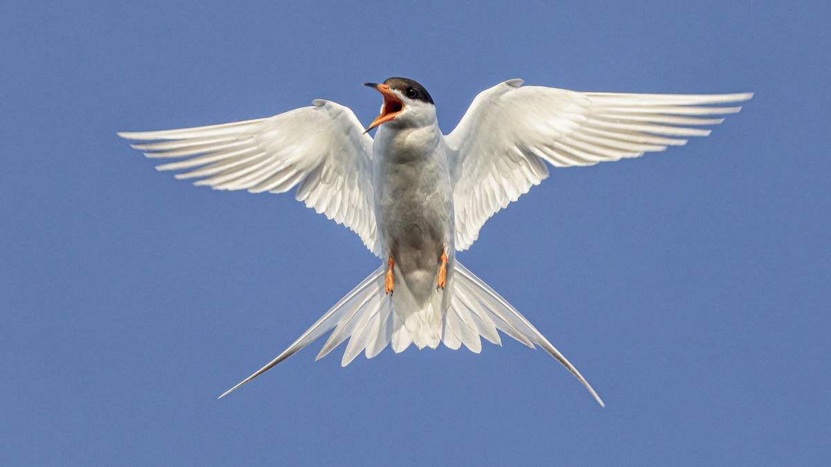 A small white bird with a black head spreads its wings against a blue sky