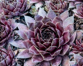 A close of the dark purple coloured rosette Sempervivum Purple Queen