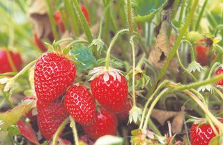 Kitchen garden ideas - strawberries