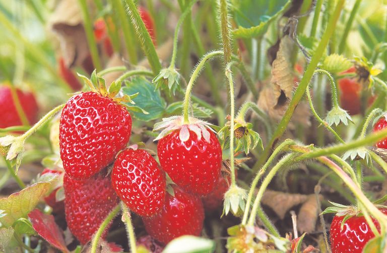草莓伴侣植物