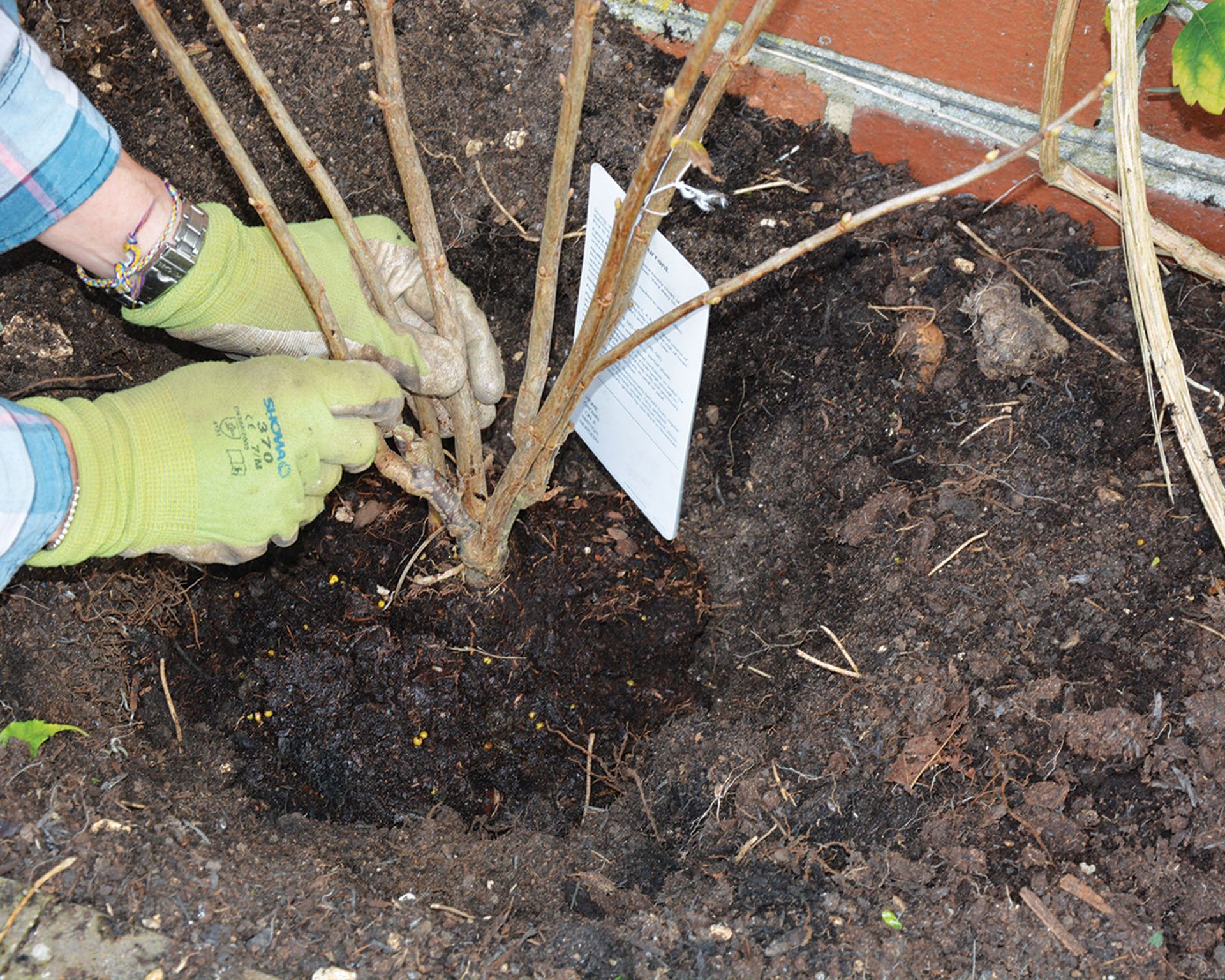 How to prune blackcurrant bushes: all you need to know | Gardeningetc