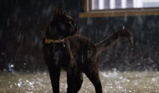 A black cat standing on the sidewalk in the rain in The Matrix Resurrections.