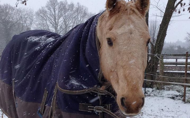 Dee-Winter-Horse