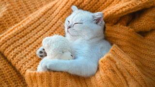 Kitten fast asleep with soft toy in orange blanket