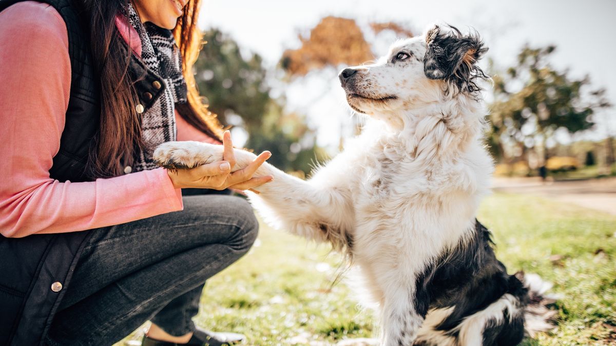 Woman training her dog at the park