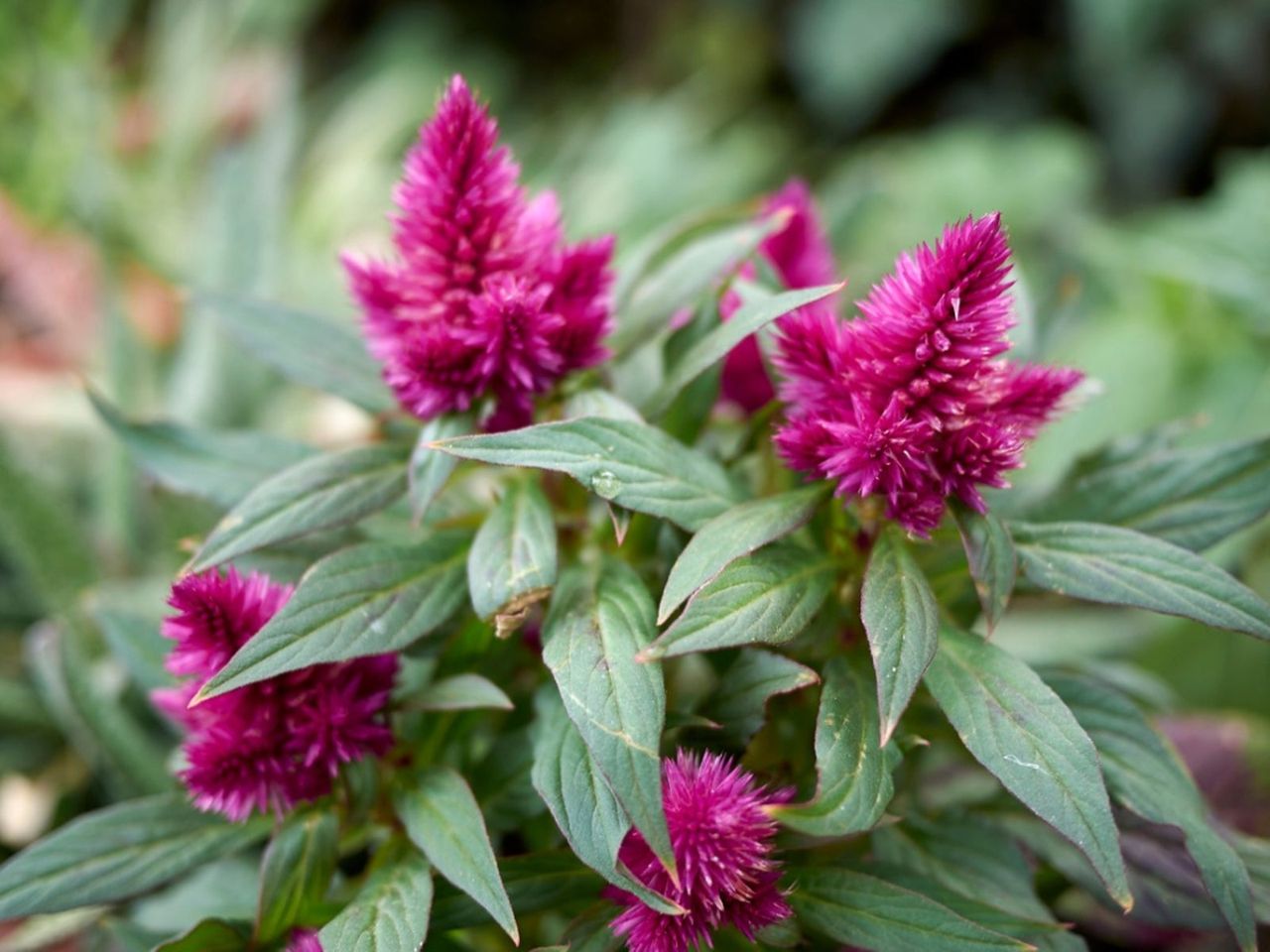 Pink Flowering Flamingo Cockscomb