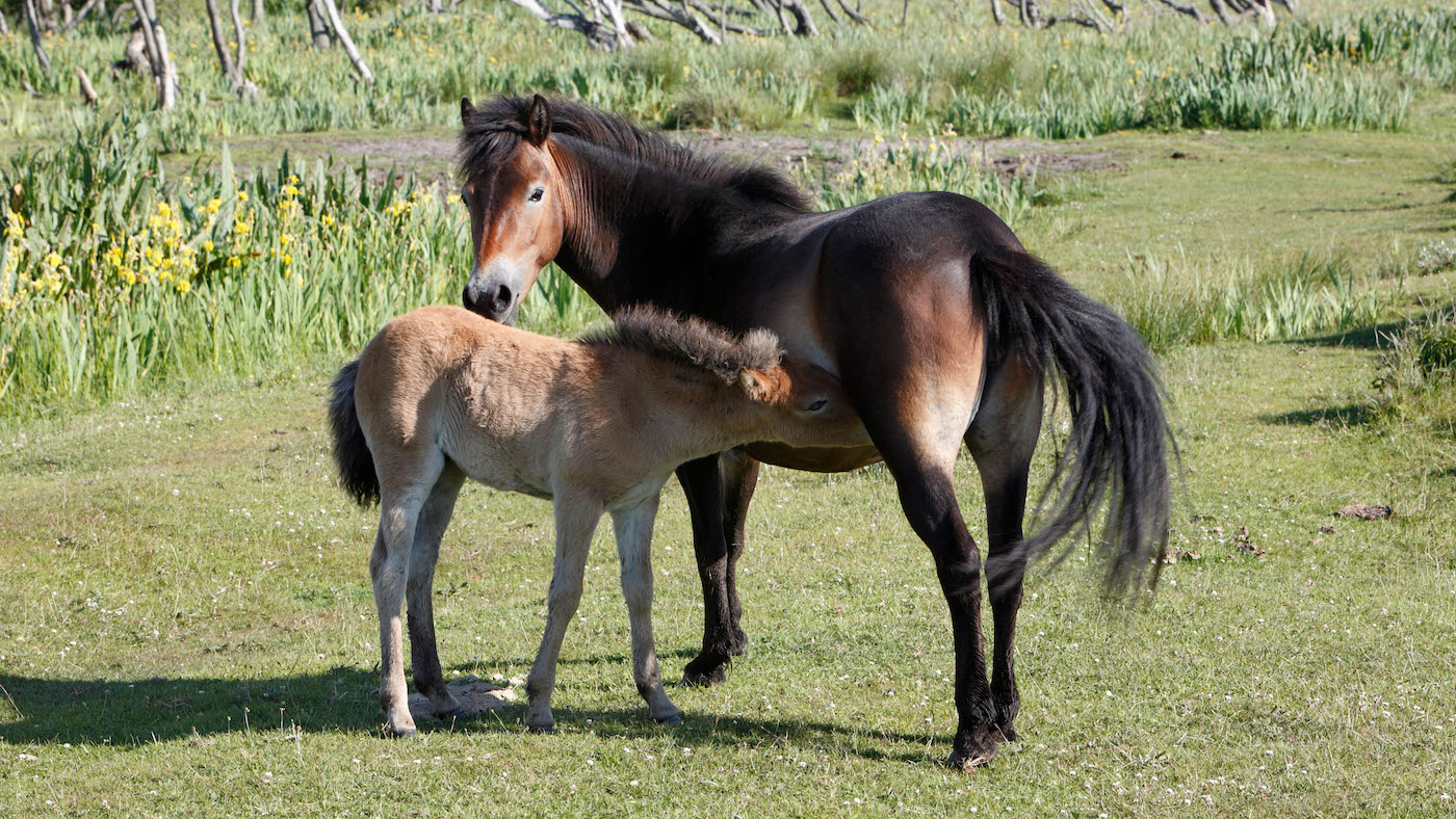 Exmoor mare and foal