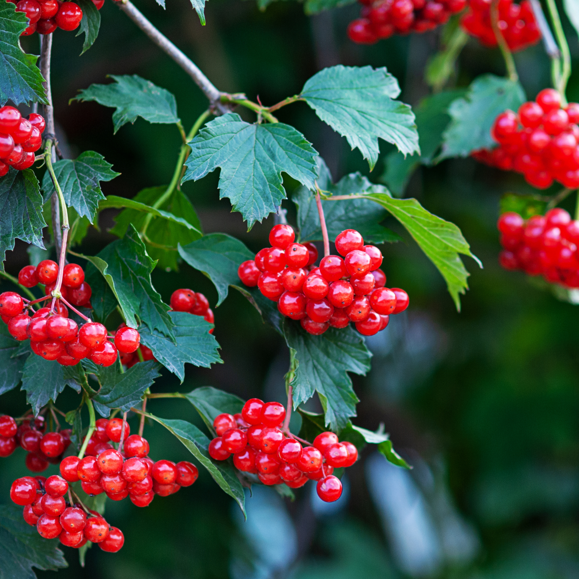 guelder rose berries on bush - Nadya So - GettyImages-1272170261