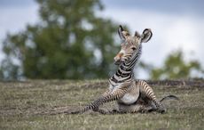 Zebra-3.jpg