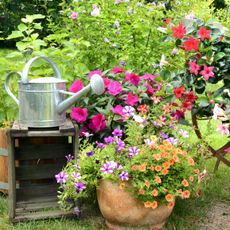 full sun container plants with watering can