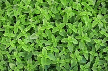 mint groundcover