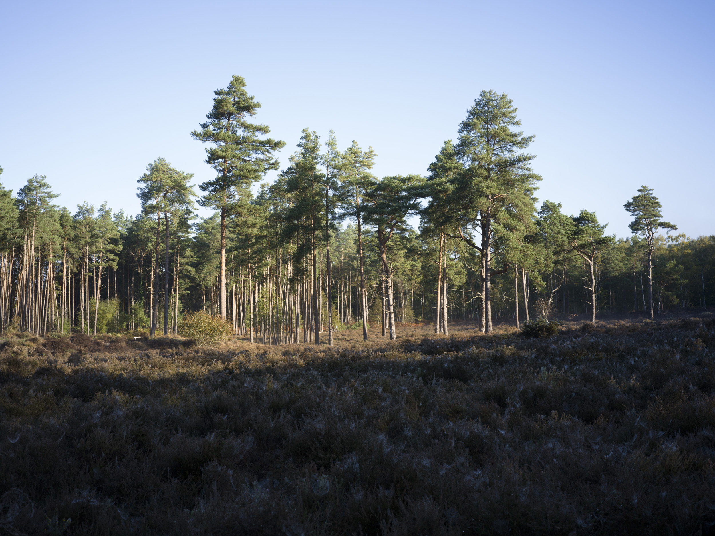 Sample image taken with the Hasselblad X2D 100C of a clearing and wide forest vista