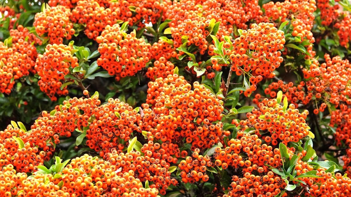 These 7 Beautiful Plants Double as Garden Security – Create a Bodyguard Border To Keep Intruders Out