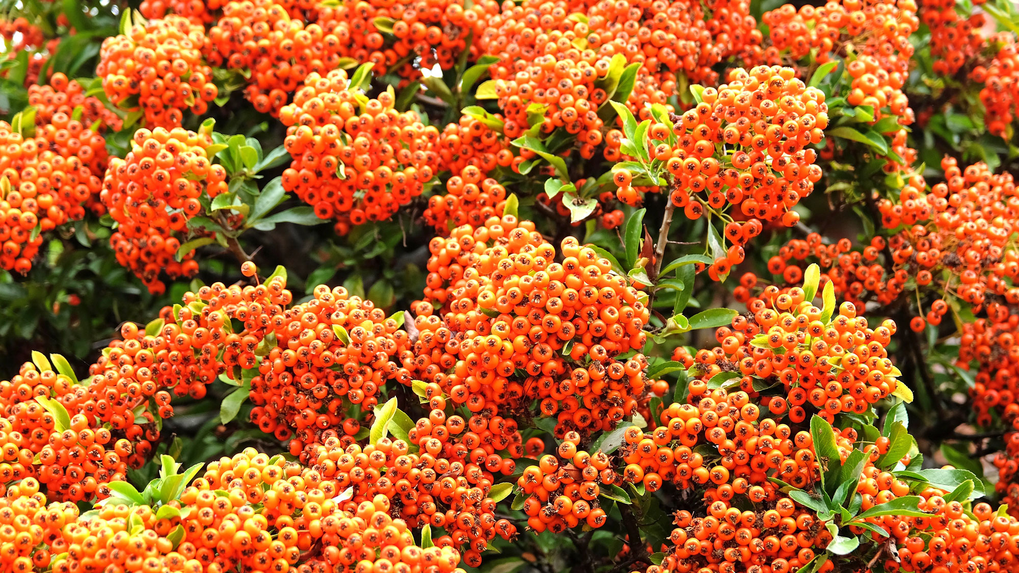 firethorn shrub with clusters of bright orange berries