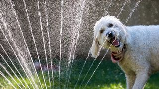 Dog playing with garden sprinkler