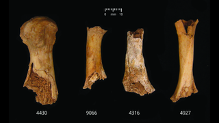 Four fragmented bones against a black background show evidence of gnawing by humans